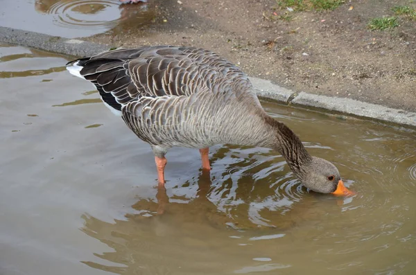 Ung Anka Går Vid Floden Main — Stockfoto