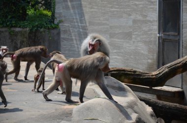 Vahşi Hamadryas babunu, Frankfurt hayvanat bahçesi (Almanya)