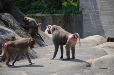 Vahşi Hamadryas babunu, Frankfurt hayvanat bahçesi (Almanya)