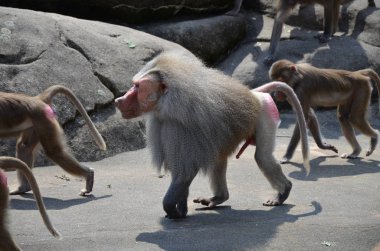 Vahşi Hamadryas babunu, Frankfurt hayvanat bahçesi (Almanya)