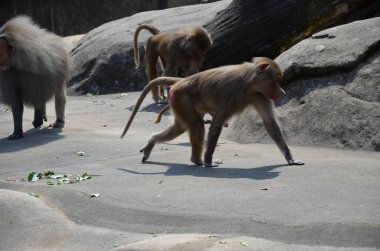 Vahşi Hamadryas babunu, Frankfurt hayvanat bahçesi (Almanya)