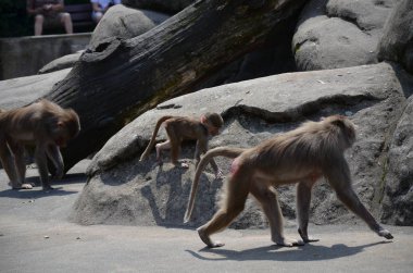 Vahşi Hamadryas babunu, Frankfurt hayvanat bahçesi (Almanya)
