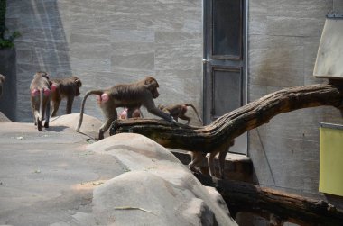 Vahşi Hamadryas babunu, Frankfurt hayvanat bahçesi (Almanya)