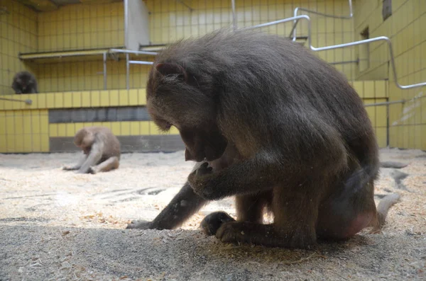 Wilder Hamadryas Pavian Zoo Frankfurt — Stockfoto