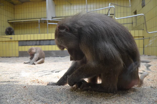 Wilder Hamadryas Pavian Zoo Frankfurt — Stockfoto