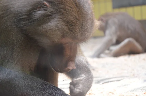 Dziki Hamadryas Pawian Zoo Frankfurcie Niemcy — Zdjęcie stockowe