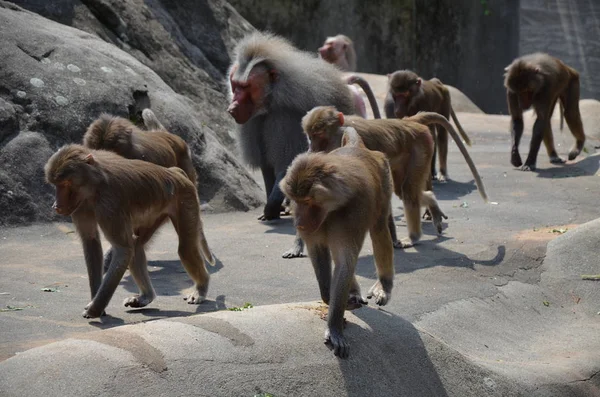 Dziki Hamadryas Pawian Zoo Frankfurcie Niemcy Obraz Stockowy