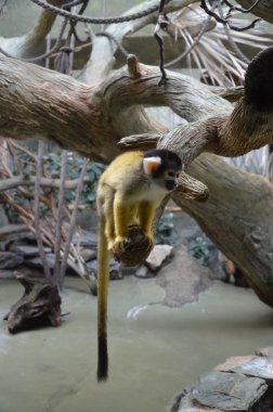 Close-up of a Common Squirrel Monkey clipart