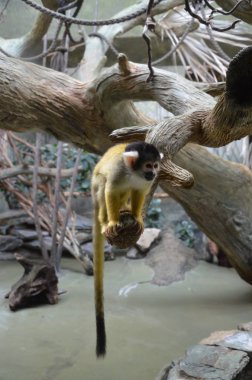 ortak bir sincap maymun Close-Up