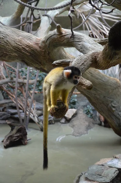 Κοντινό Πλάνο Του Μια Κοινή Μαϊμού Σκίουρος — Φωτογραφία Αρχείου