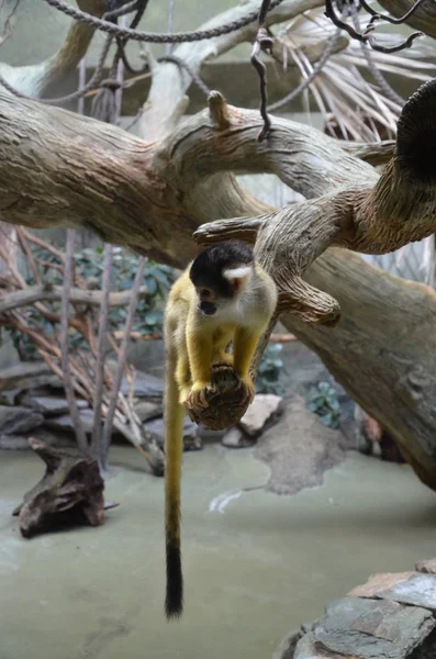 Close Macaco Esquilo Comum — Fotografia de Stock