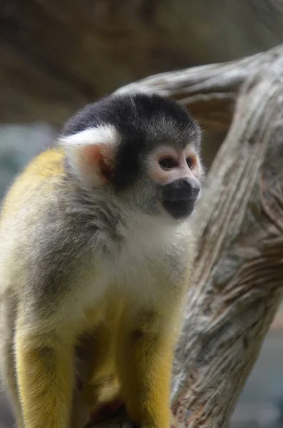 Κοντινό Πλάνο Του Μια Κοινή Μαϊμού Σκίουρος — Φωτογραφία Αρχείου