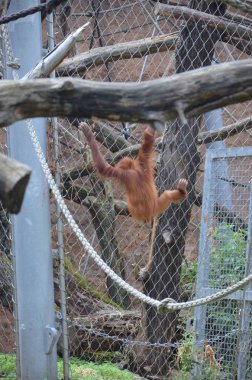 Borneo orangutan, Frankfurt Hayvanat Bahçesi