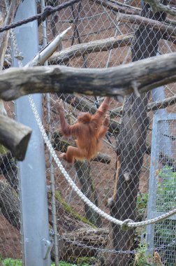 Borneo orangutan, Frankfurt Hayvanat Bahçesi