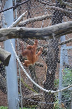 Borneo orangutan, Frankfurt Hayvanat Bahçesi