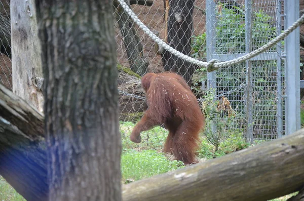 Borneo Orangutan Frankfurt Hayvanat Bahçesi — Stok fotoğraf