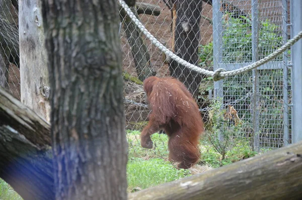 Orangután Borneano Zoológico Frankfurt — Foto de Stock