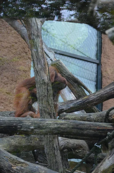 Der Bornean Orangutan Zoo Frankfurt — Stockfoto
