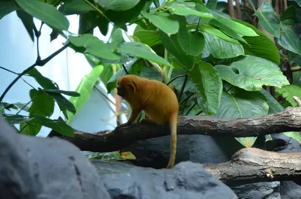 Χρυσό Λιοντάρι Τάμαριν Leontopithecus Rosalia — Φωτογραφία Αρχείου