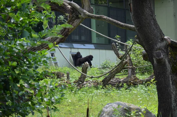 Westlicher Flachlandgorilla Gorilla Gorilla Gorilla Gorilla — Stockfoto