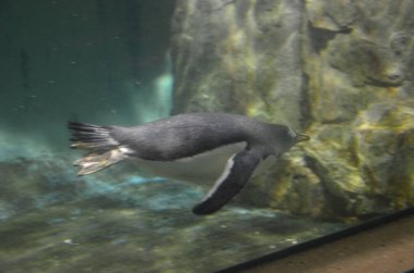 Gentoo pengueni Hayvanat Bahçesi