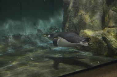 Gentoo pengueni Hayvanat Bahçesi