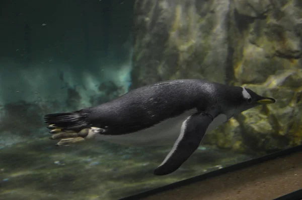 Gentoo Pinguin Zoo — Stockfoto