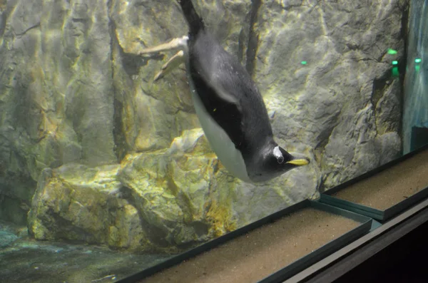 Gentoo Pinguin Zoo — Stockfoto