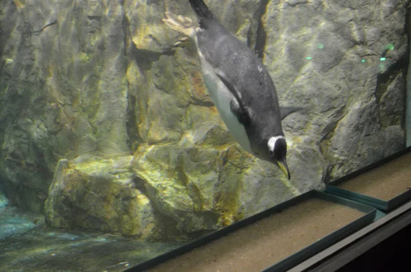 Gentoo Pinguin Zoo — Stockfoto