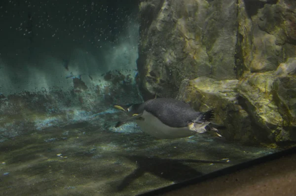 Gentoo Pinguin Zoo — Stockfoto