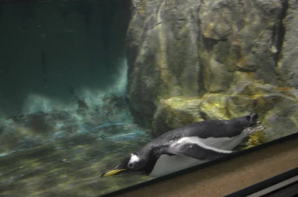 Pingüino Gentoo Zoológico — Foto de Stock