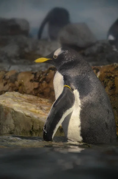 Pinguino Gentoo Nello Zoo — Foto Stock