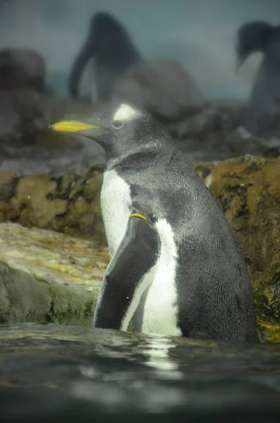 動物園での Gentoo ペンギン — ストック写真