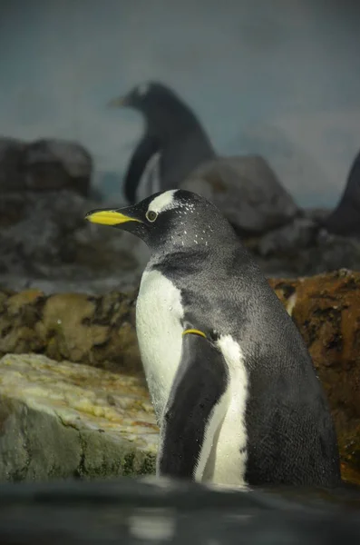 動物園での Gentoo ペンギン — ストック写真