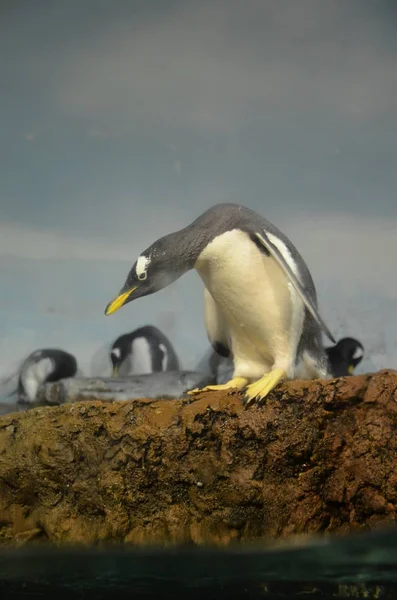 Pinguim Gentoo Zoológico — Fotografia de Stock