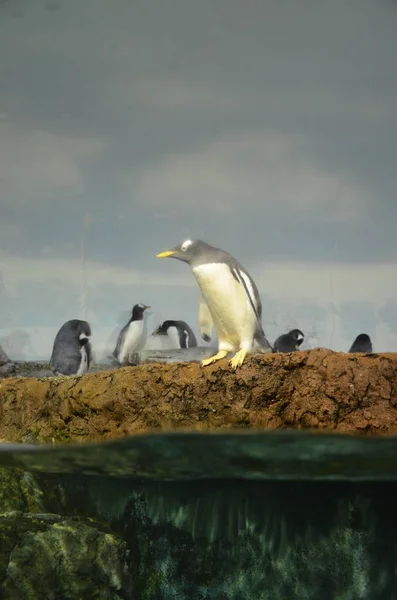 Gentoo Πιγκουίνος Ζωολογικό Κήπο — Φωτογραφία Αρχείου