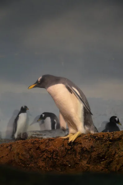 Gentoo Pingouin Dans Zoo — Photo