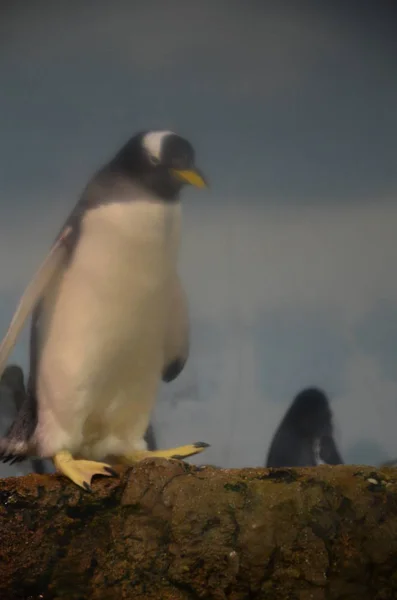 Pinguim Gentoo Zoológico — Fotografia de Stock