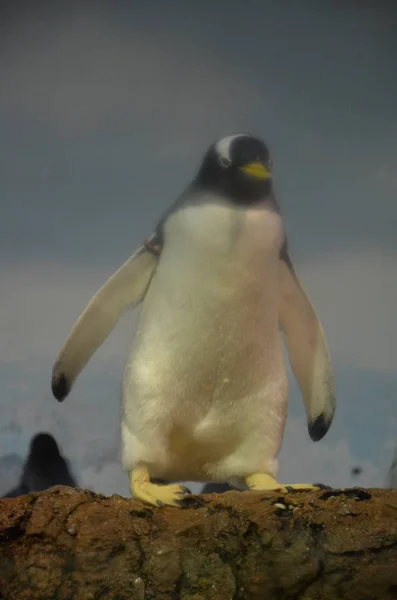 Pingwin Białobrewy Zoo — Zdjęcie stockowe