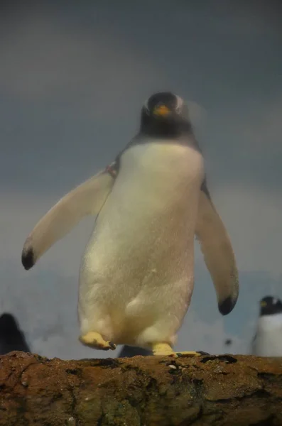 Pingüino Gentoo Zoológico — Foto de Stock