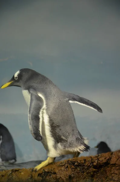 Pinguino Gentoo Nello Zoo — Foto Stock