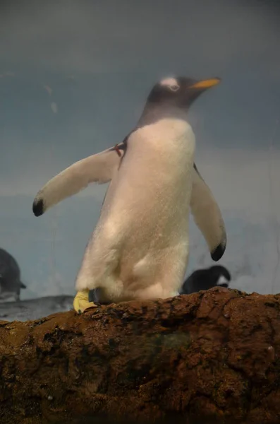 Pingüino Gentoo Zoológico — Foto de Stock