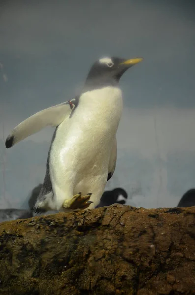 Пингвин Gentoo Зоопарке — стоковое фото