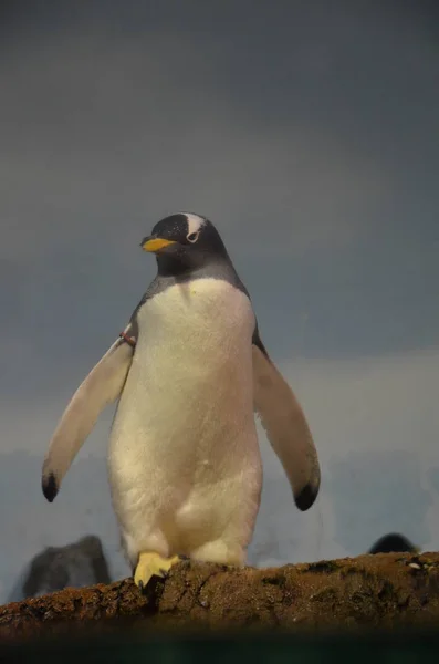 動物園での Gentoo ペンギン — ストック写真