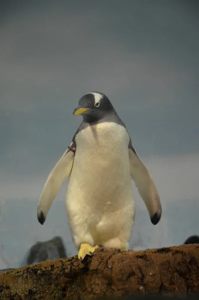 Pinguino Gentoo Nello Zoo — Foto Stock