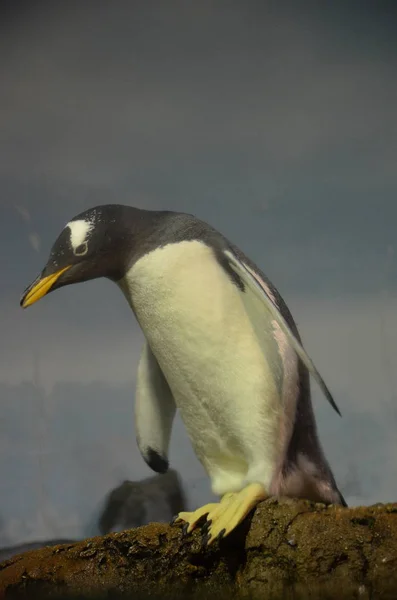 Gentoo Πιγκουίνος Ζωολογικό Κήπο — Φωτογραφία Αρχείου
