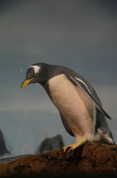 Gentoo Pinguin Zoo — Stockfoto