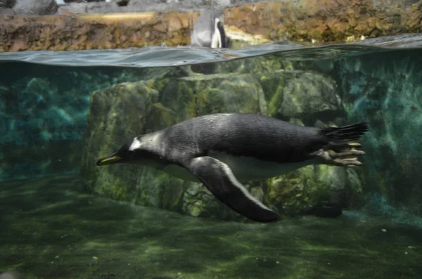 Gentoo Pingvin Állatkert — Stock Fotó