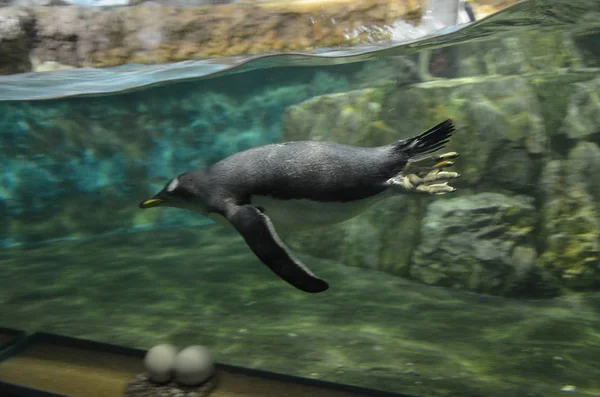 Pingüino Gentoo Zoológico — Foto de Stock