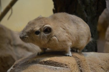 Ortak gundi (Ctenodactylus gundi)